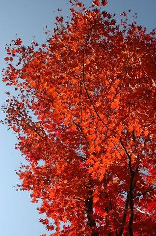 紅葉　　ＩＮ　　昭和記念公園　　　日本庭園編