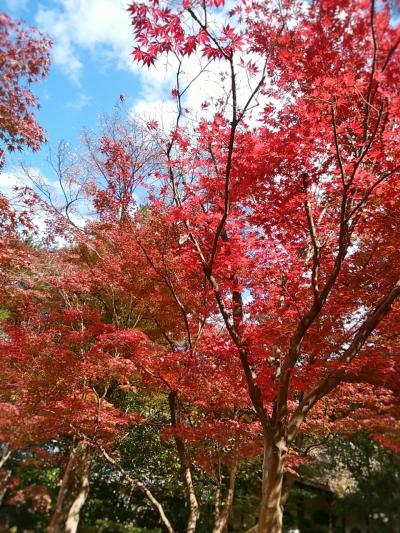 紅葉よりパンと団子