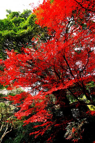 丹波紅葉三山　高源寺、円通寺、石龕寺を巡ってきました。その２