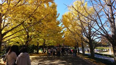 国営昭和記念公園の銀杏を見に行ってきました。