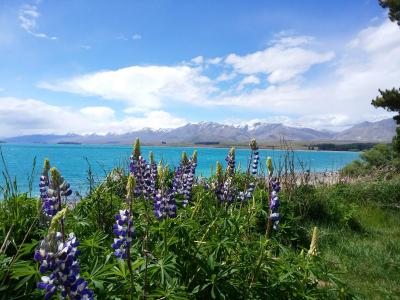 春のニュージーランド　ドライブの旅（マウントクック ハイキング～テカポ編）