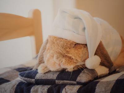 うさぎしんぼる展in名古屋　パティスリーバルNEKOでランチ　おまけで名鉄栄生駅付近パン＆ランチ