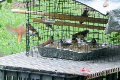 安い、近い、短い旅の記録 No.41 今日は茶色の小鳥さんのほうが多いです。~ダーウィン編 2017年11月12日(日)