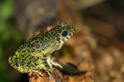 奄美大島0泊2日(2回目) アマミイシカワガエル探索記！