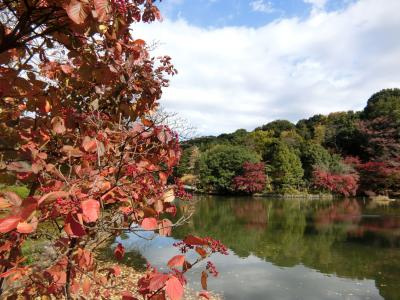 紅葉の薬師池公園