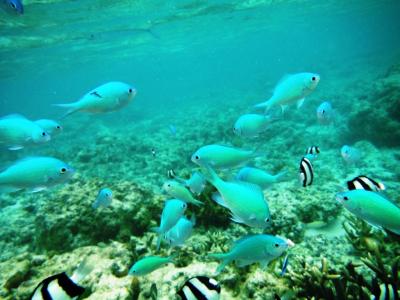 サイパン島(北部)_Saipan(North area)　海中洞窟「グロット」！透明度の高いラグーンでシュノーケリング