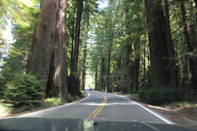 キャンプしに、はるばるオレゴン、カリフォルニア　Day ６-３（ファーンデールから、Avenue of the Giantsを通ってメンドシーノへ）