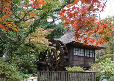 富士屋ホテルの紅葉（11月12日）