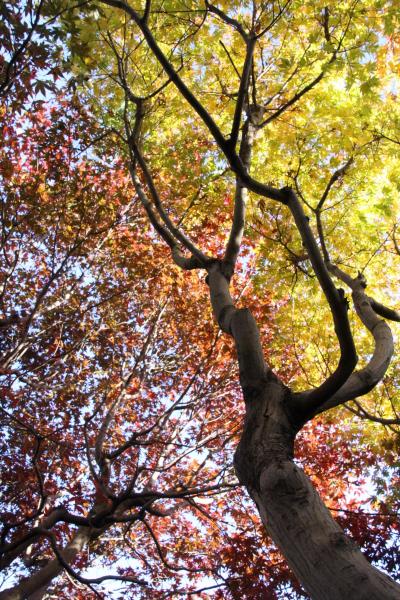 秋晴れの午後に車でさくっと智光山公園の植物園と動物園へ（前）ほんのり紅葉の中、公園まつりでにぎわう都市緑化植物園