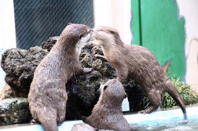 秋晴れの午後に車でさくっと智光山公園の植物園と動物園へ（後）子供たちがめちゃくちゃ元気なコツメカワウソ一家６匹に歓声がやまないこども動物園