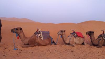 初モロッコ　一人旅チープシックな10日間　その6 マラケシユからのサハラ砂漠ツアーについてvol.2