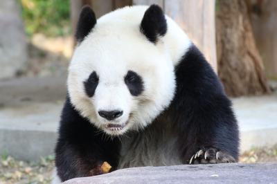 レッサーパンダの赤ちゃん求めて鯖江と神戸の動物園遠征とグルメの旅（５）王子動物園（午前編）キュートで短足なジャイアントパンダのタンタンちゃん＆コアラの子供の桜花ちゃん＆カピバラの四つ子の赤ちゃん＆カバの赤ちゃんの出目丸くん、会いたかった！