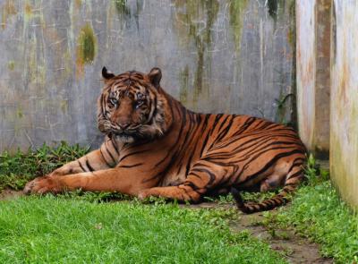 インドネシアの世界遺産No.4：スマトラ島熱帯雨林遺産のグヌン・レセウル国立公園でオランウータンを見たか？