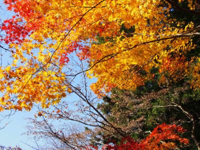 紅葉の播州清水寺では、秘仏ご本尊の特別御開帳と秘宝大刀の特別公開