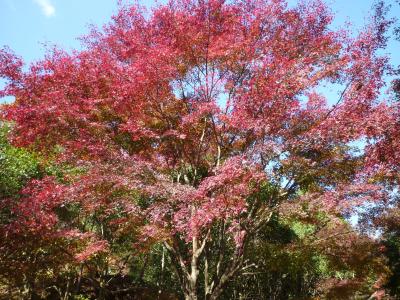 紅葉の神戸市立森林植物園