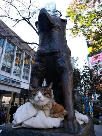 渋谷にもあの猫が・・・(&#39;_&#39;)　外苑前イチョウ並木が見頃