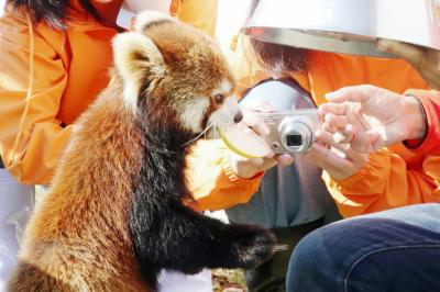 レッサーパンダの赤ちゃん求めて鯖江と神戸の動物園遠征とグルメの旅（２）西山動物園（前）超うらやましい飼育体験を傍観しながらフルーツ盛りを味わうレッサーパンダたちの可愛い姿をいつもより長く堪能！