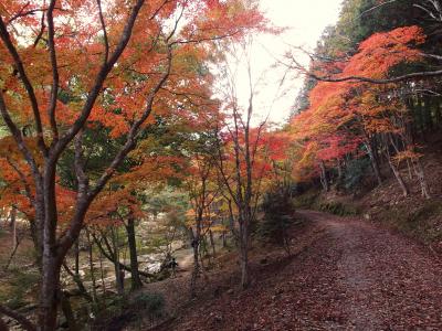 紅葉の愛知県民の森から登る宇連山♪＆紅葉の王滝渓谷♪