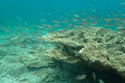 イカの群れと一緒に泳ぐことができた鹿島