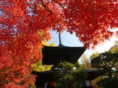 鑁阿寺の紅葉_2017（2）_見頃です。（栃木県・足利市）