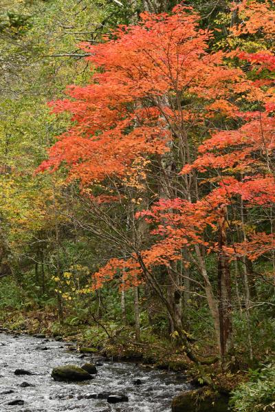 道東　秋の遠足　その２