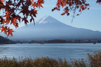 河口湖畔から見える富士山　さまざまな姿ともみじのコラボ　似合いますねえ