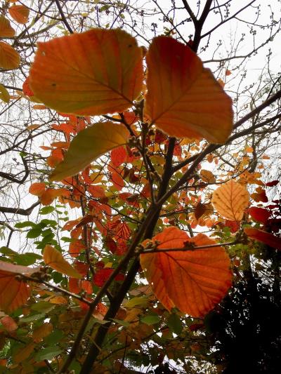 朝の公園散歩 井の頭公園の紅葉 1