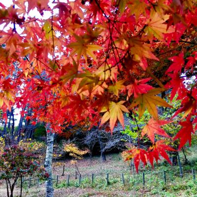 紅葉真っ盛り!まさにピークの高尾山