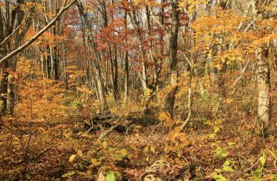 紅葉とクラゲに会いに秋の東北へ （１）黄金色の世界 中島台レクリエーションの森