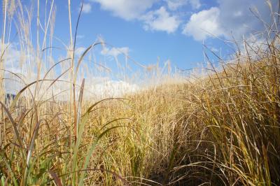 仙石原　すすき野原　一の湯