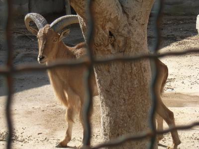 チュニジア最高!(3) ~ガベス パームワインを飲む。