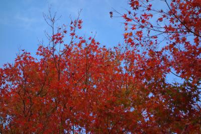 嵯峨野で色とりどりの紅葉詣で