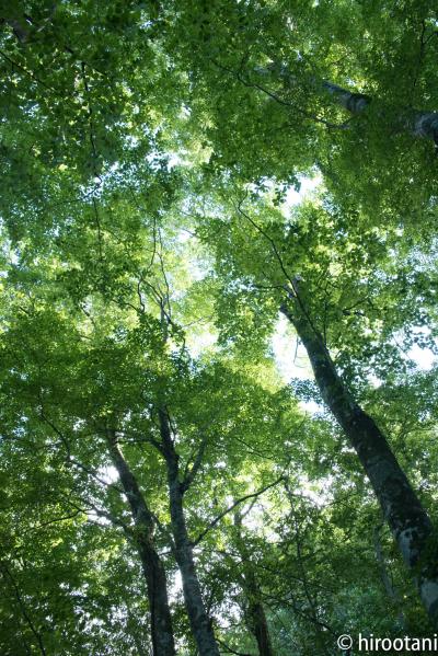 夏の東北旅行【11】世界遺産白神山地散策