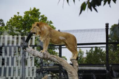 メルボルン動物園に行ってきたぞ！