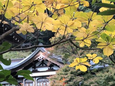 怪しい空模様の下　紅葉の高尾山を歩く