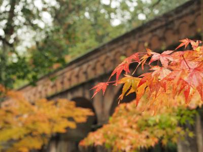 紅葉を撮りに京都へ　ひとり旅　1泊2日