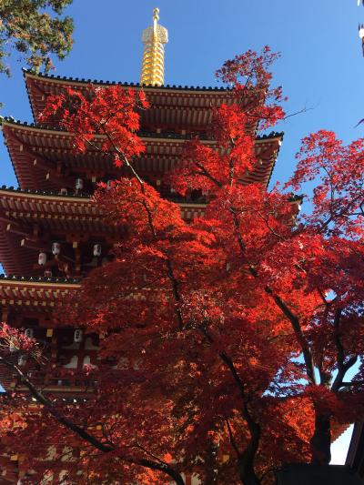 高幡不動ござれ市　紅葉もきれいでした♪