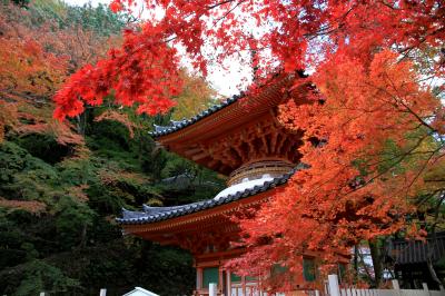 牛滝山　大威徳寺の紅葉　見頃です。