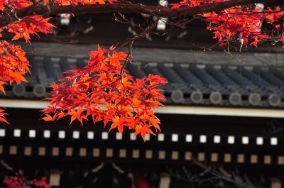 京都の秋散歩 金戒光明寺