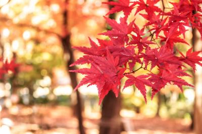 国営公園散策日記⑤～秋色の国営武蔵丘陵森林公園～