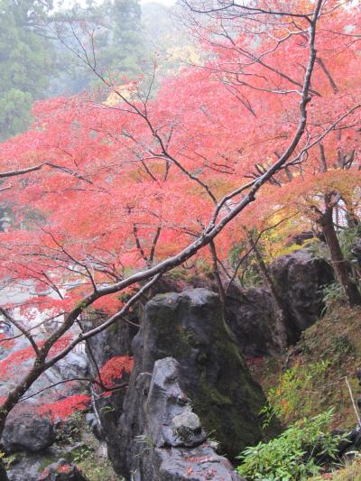 京都定期観光バス(大津・日本遺産の紅葉巡りと西教寺の菊料理）