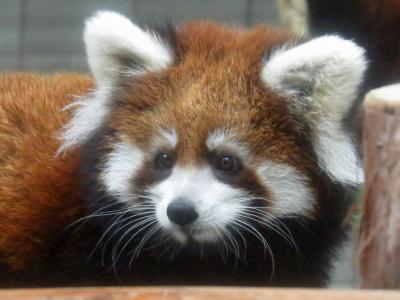 秋のレッサーパンダ紀行【９】 のいち動物公園　いつ行っても気持ちのいいのいちZOO！！ みたらし仔のカイ君成分に心射貫かれる！！！！