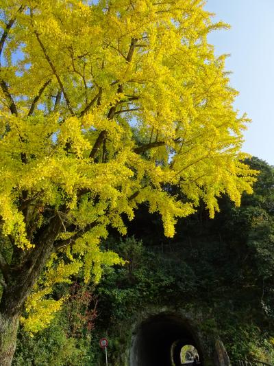 耶馬渓「青の洞門」の銀杏の木の紅葉～ひさしもみじの紅葉ドライブ２０１７年