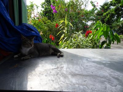 ボルネオ旅行記 ホテル紹介 キナバル公園 夕焼け 海鮮 等々