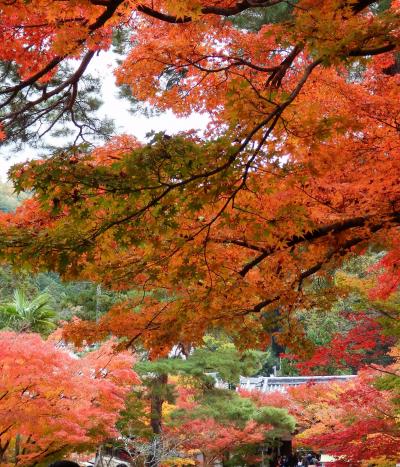 京都奈良一人旅☆2017年11月～初めての奈良とご縁でつながる祇園一人飲みデビュー