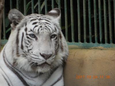 ｛バリ島｝　動物園　Ⅱ：ホワイト・タイガー　バリ島：　動画有　　インドネシア・バリ島
