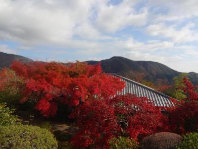 ☆　秋の箱根　１１月紅葉は・・・　☆　人気の紅葉スポット　箱根美術館　強羅公園　No1