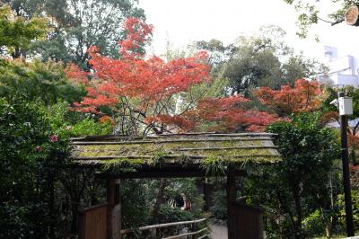 紅葉の目白台、日本庭園めぐり