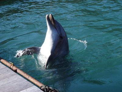 博多から一時間・壱岐島日帰りの旅