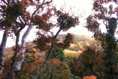 富士屋ホテル ☆ 庭園散歩♪（11月21日）